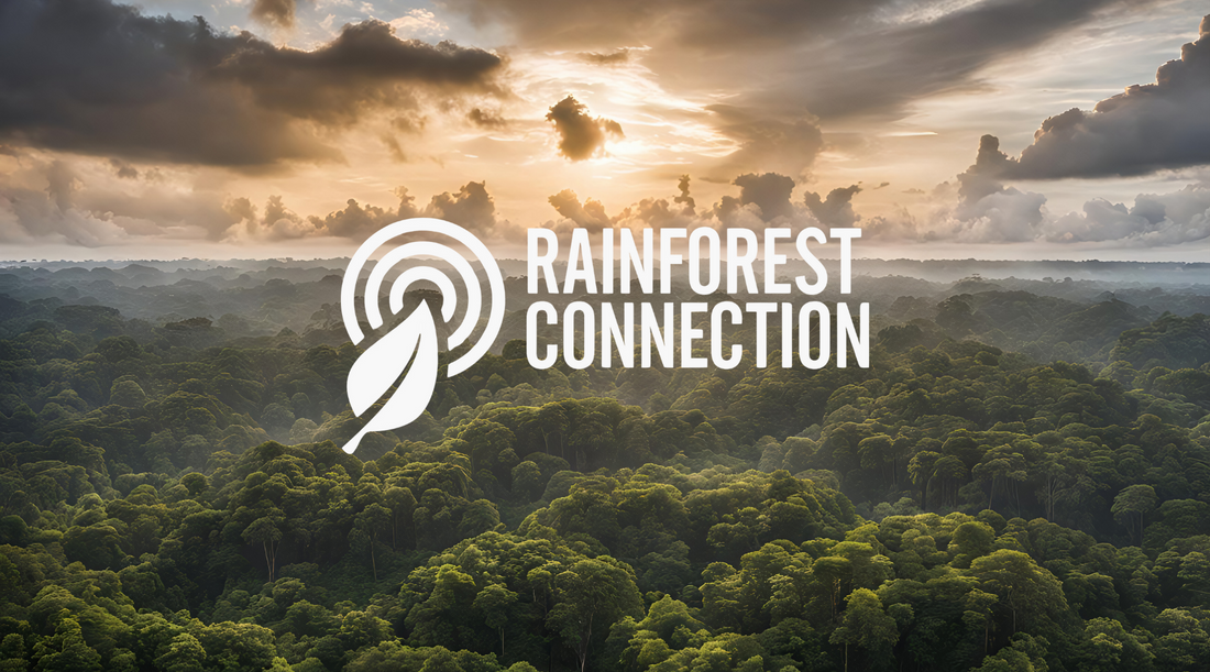 Rainforest Connection: Innovators in Conservation Technology