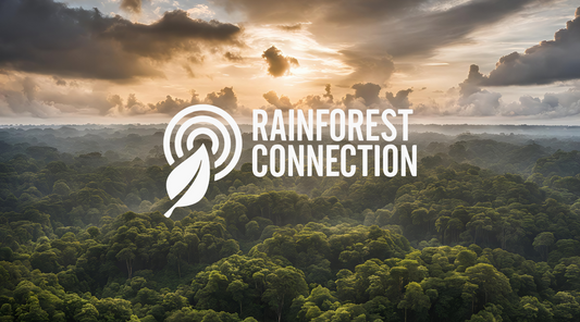 Rainforest Connection: Innovators in Conservation Technology